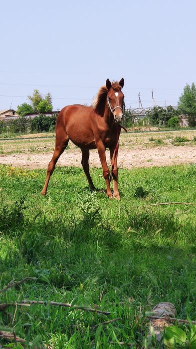 Пойгачи от зотидан