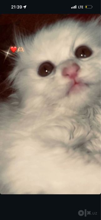 Latok qiladi korin yiydi 3 oylik
