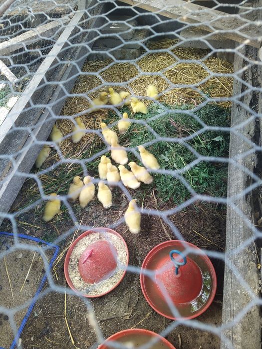 Rate taiate, gata curatate