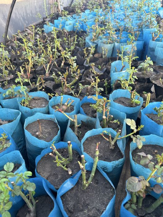 Цикламин розы расспродажа