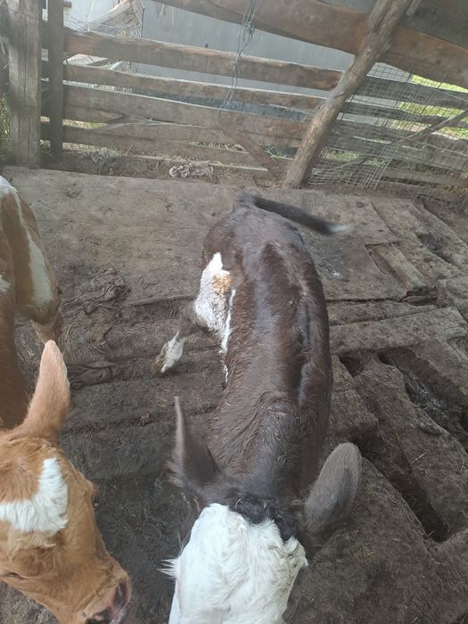 Vând vițeii  de rasa