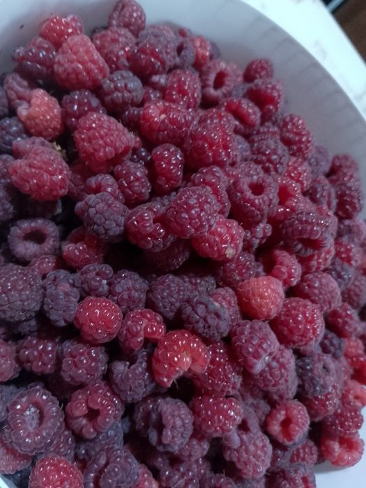 Продам малину домашнюю