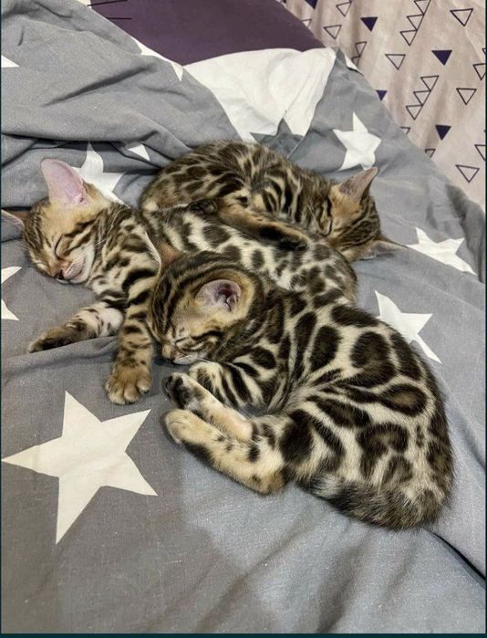 Бенгал сотилади!