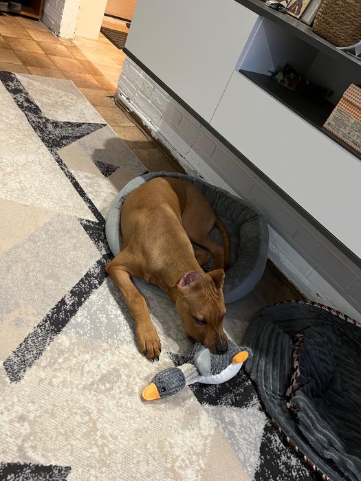 В продаже щенок стаффорда