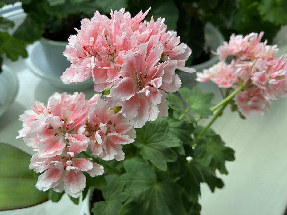 Сортовые пеларгонии