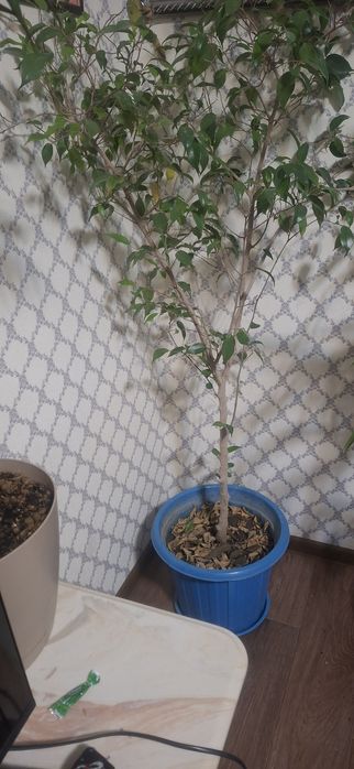 Цветок большое дерево