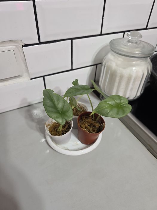 Продам деток алоказии сильвер драгон (комнатное растение)