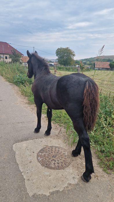 Mânză de vânzare