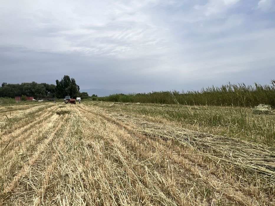 Продается  Сено с арпой