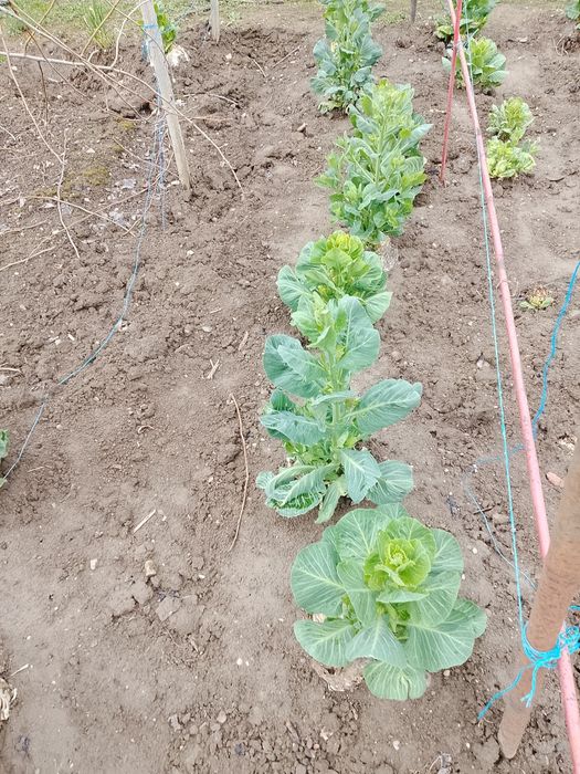 Sămânță de varza Românească de vanzare.