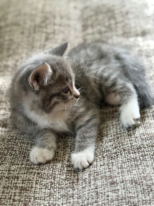 Отдам котенка в добрые руки