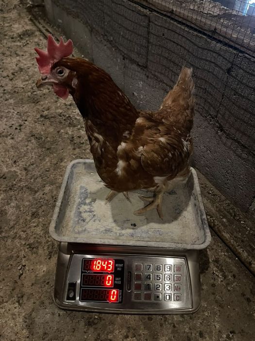 Продаётся куры ломан браун