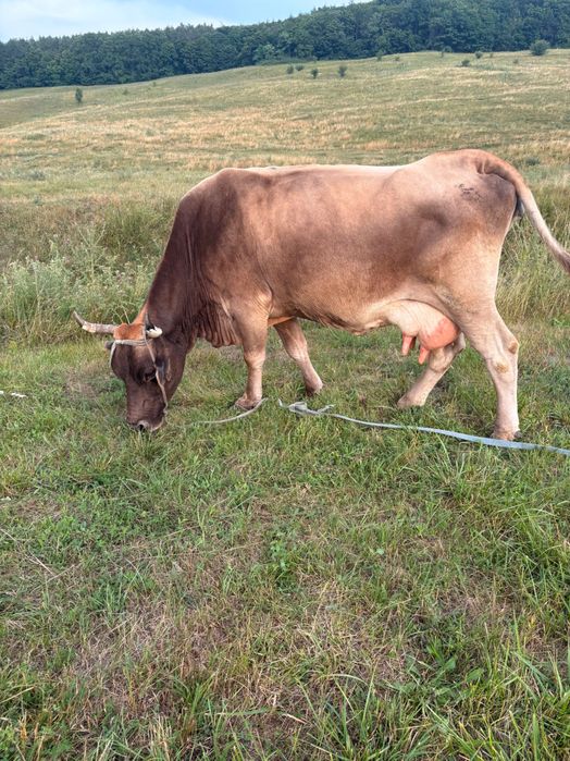 Vindem vaca cu vițel
