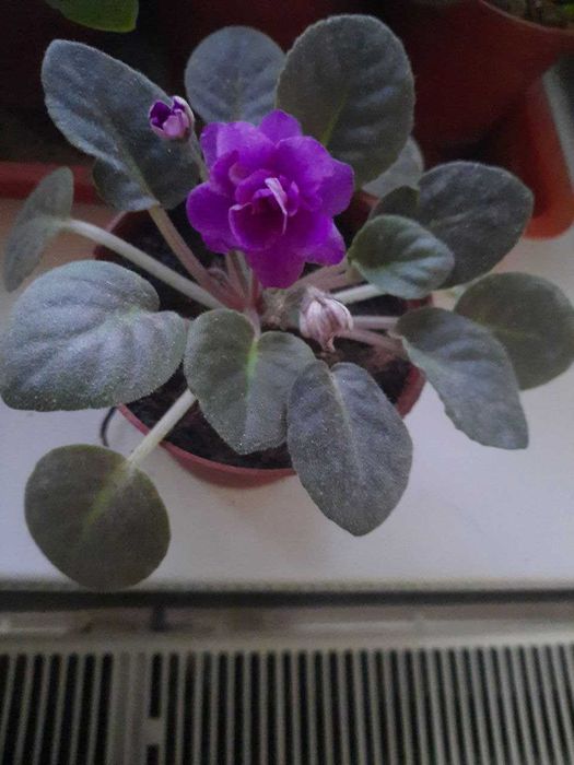 Продаются фиалки