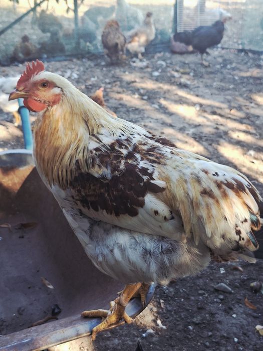 Cocosi tineri rasa mixta