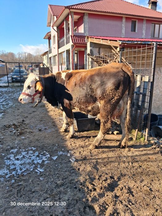 Vaca metis Baltata Romaneasca