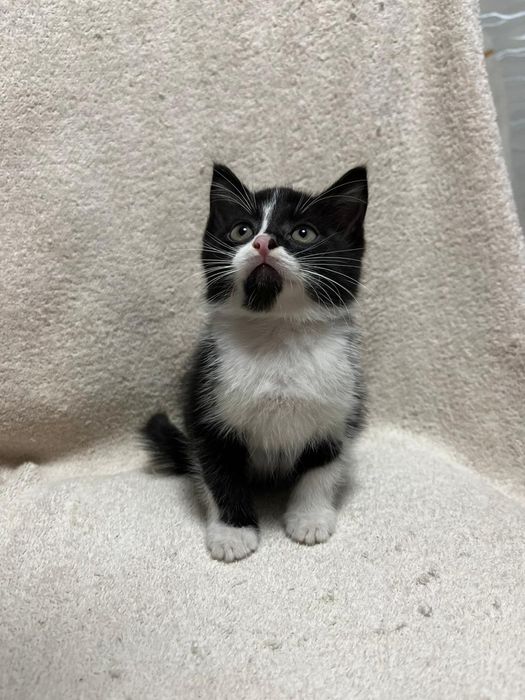 Отдалим котят в добрые руки
