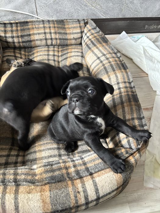 французский бульдог