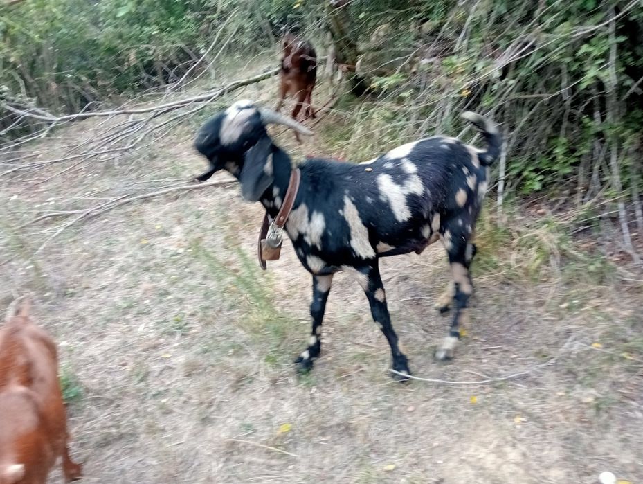 Vând capre tinere și țap de rasă
