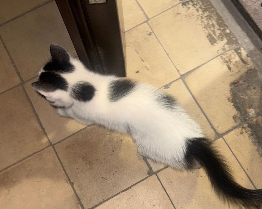 Отдаем котенка в добрые руки