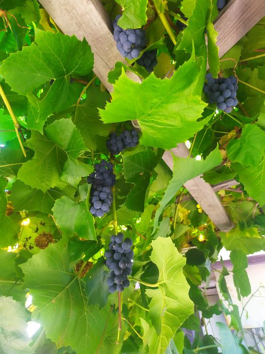 Продам дачу для души