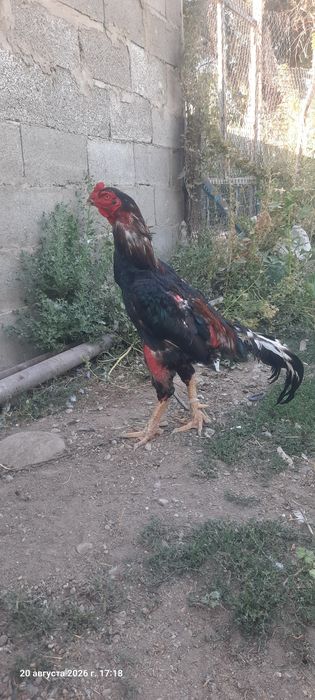 Петух.Дакан.2.Года