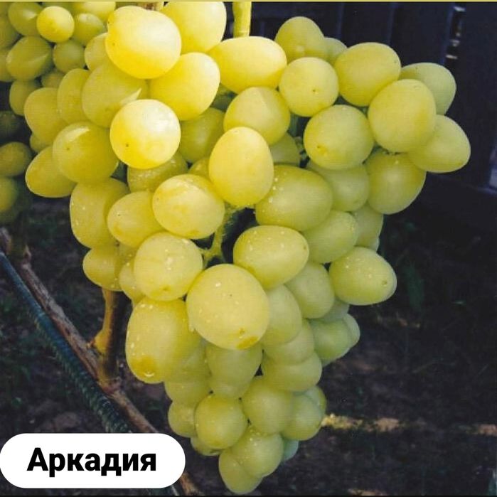 Продажа вегитирующих саженцев винограда