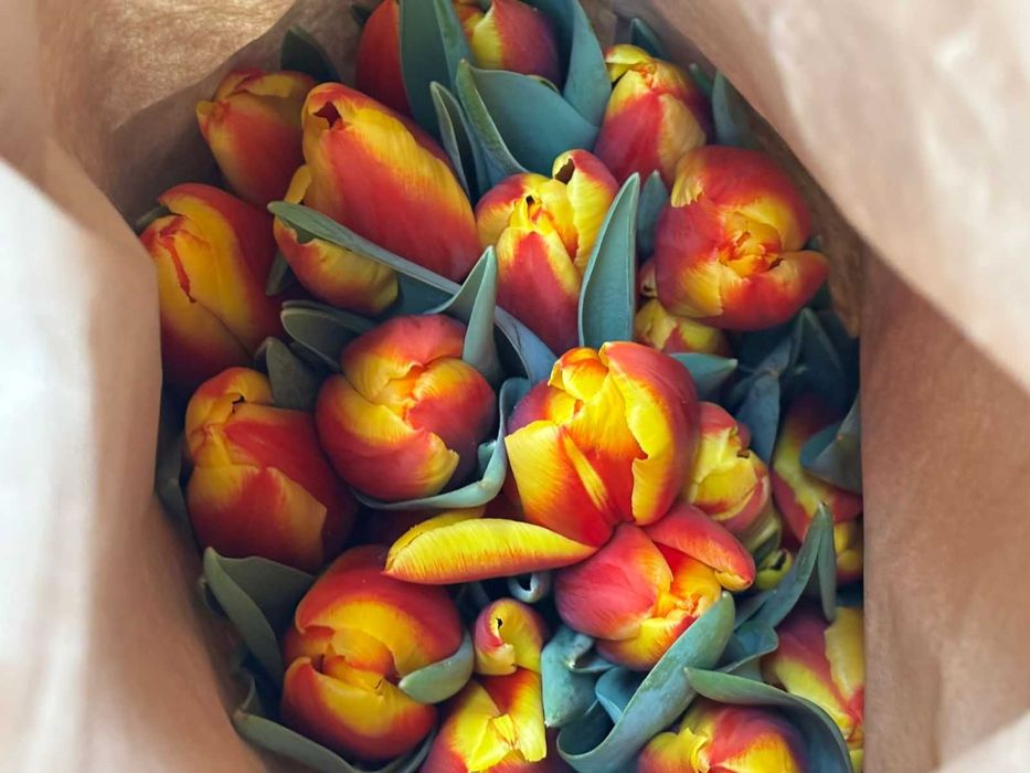 Тюльпаны оптом и в розницу