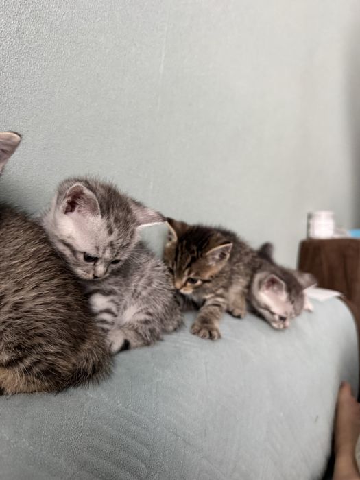 Котята породистые