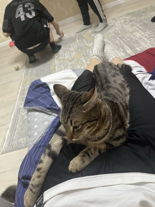 Мысык сатылады 8айлык