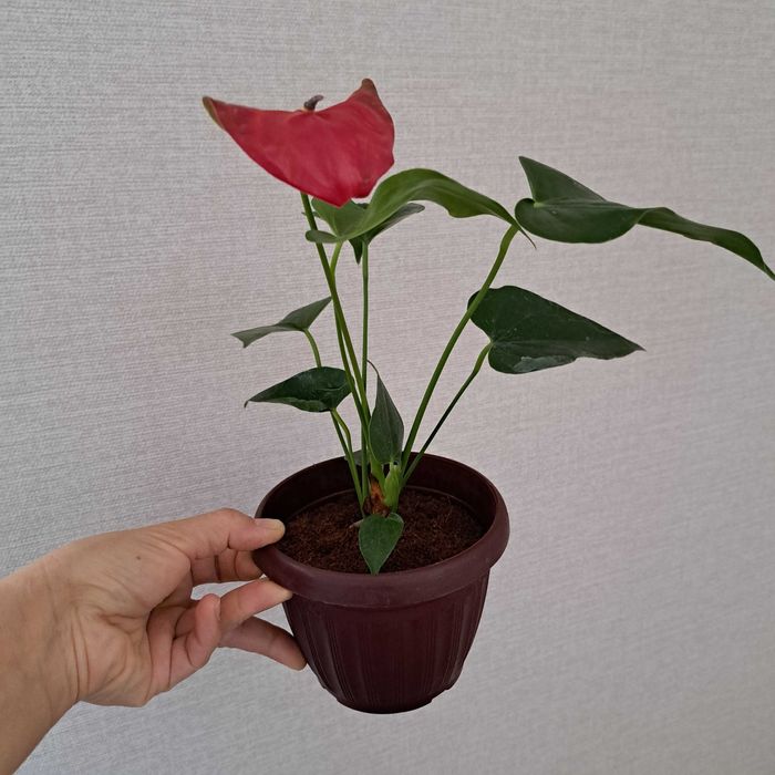 Антуриум мужская счастье