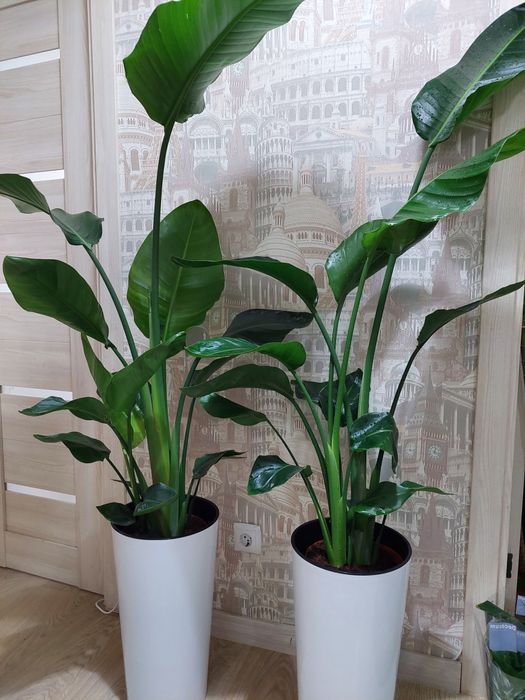 Цветы для офиса и квартир