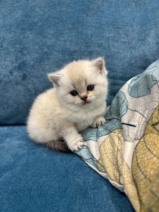 Продается котенок