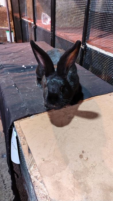 Două iepurite fluture german