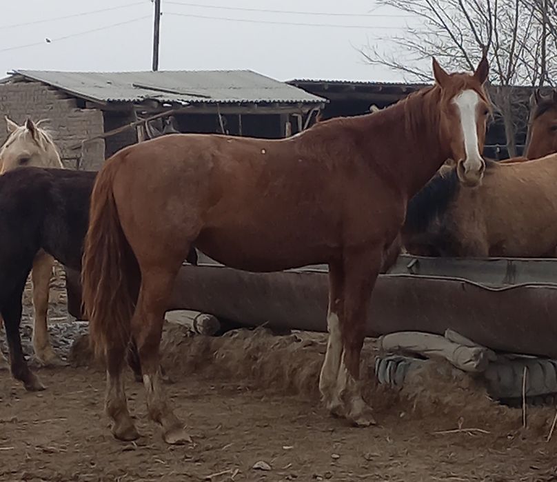 Үйірме Айғыр сатылады