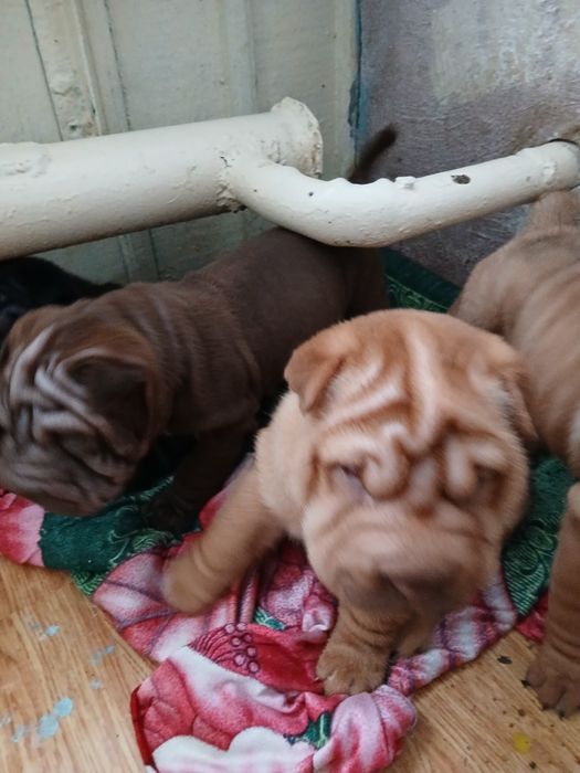 Милые щенки породы Шарпей