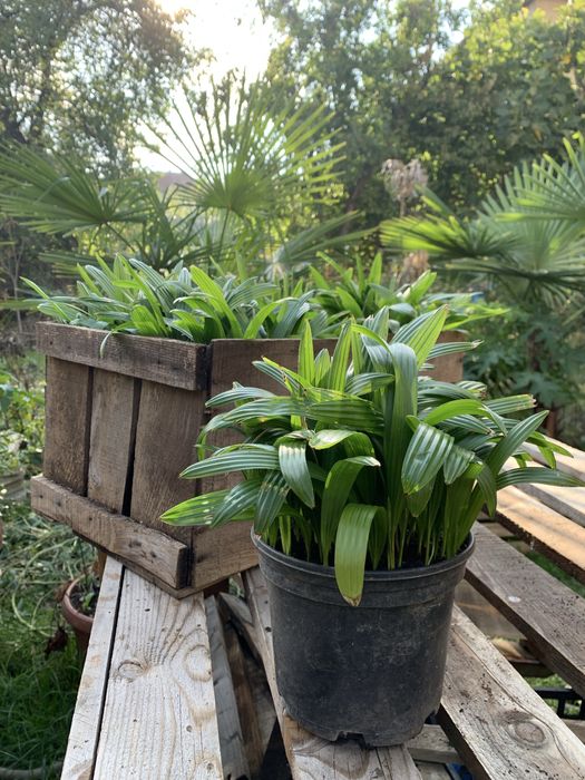 Саксия с Млади Палми трахикарпус