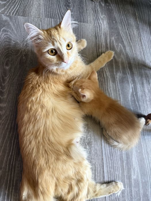 Продам котят в добрые руки
