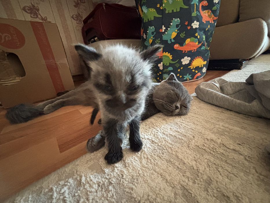 Шотландский вислоухлий