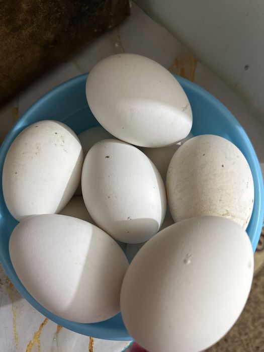 Қаздың жұмыртқасы/Гусиное яйца