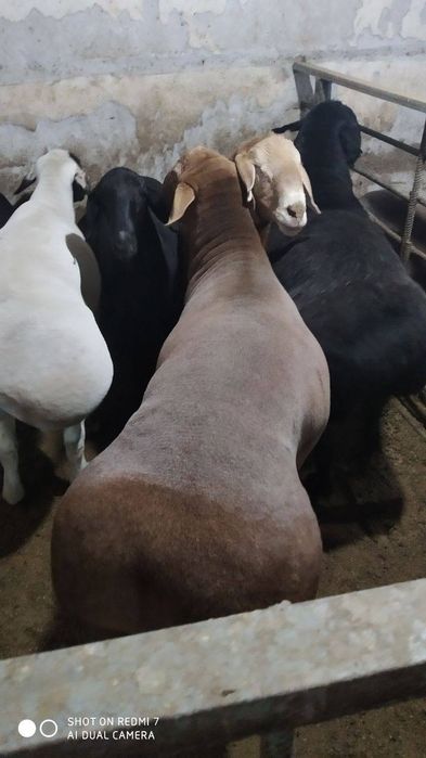 Qassob xizmati , qoy bor