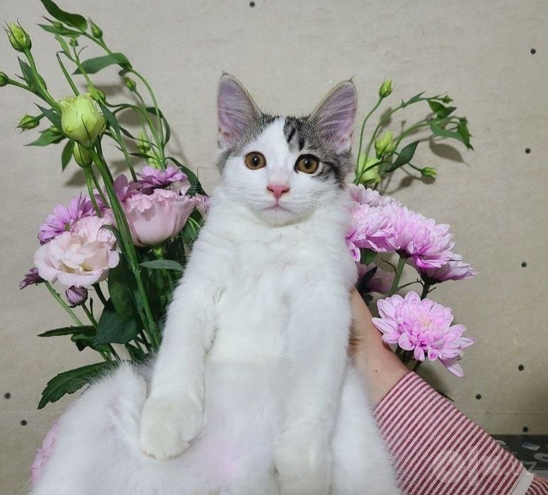 котенок и кошечка