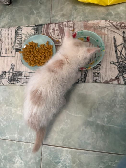 Отдам котят-девочек любящим хозяевам