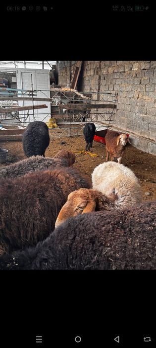 Куй ку́й ургочи бу́гоз ку́й она бола куйлар парода хусори зоддор