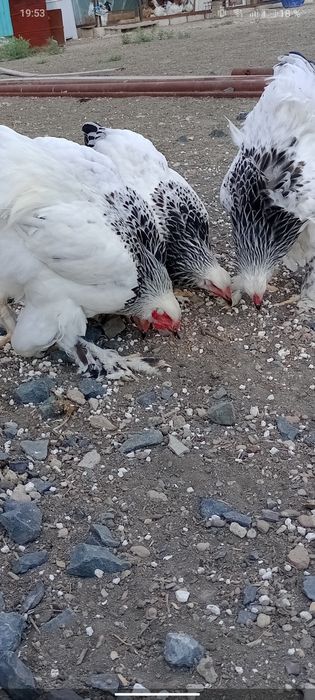 светлый Брама 5 айлык балапандары