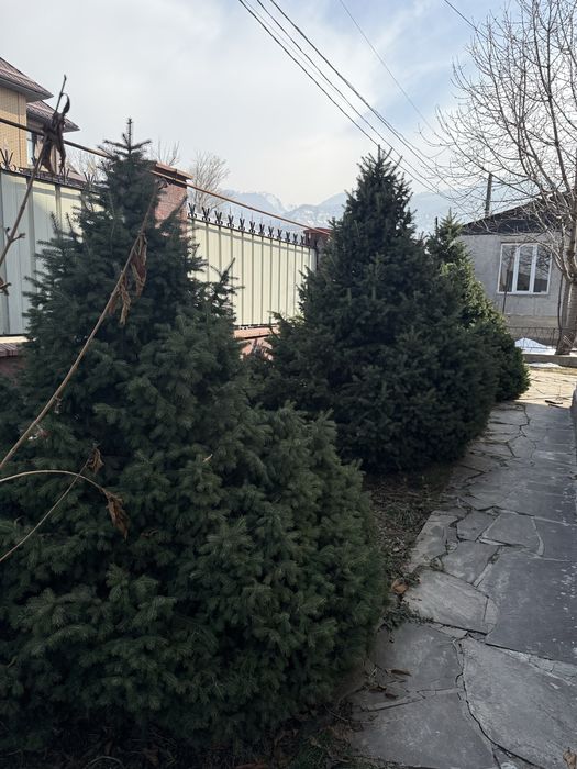 Продам ел. Елки саженцы