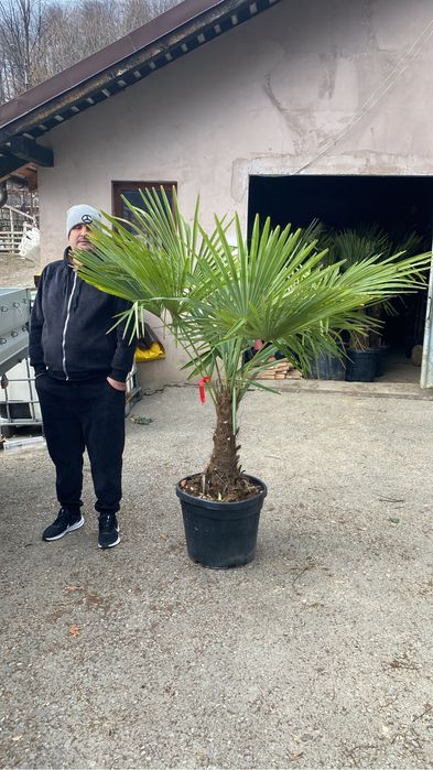 Vand palmier cycas
