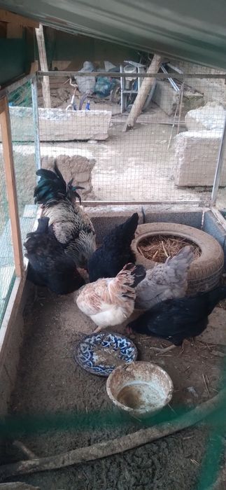 Tovuqlari bilan birga tovuqxona