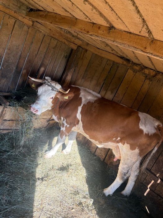 vând vaca bălțata românăeasxa