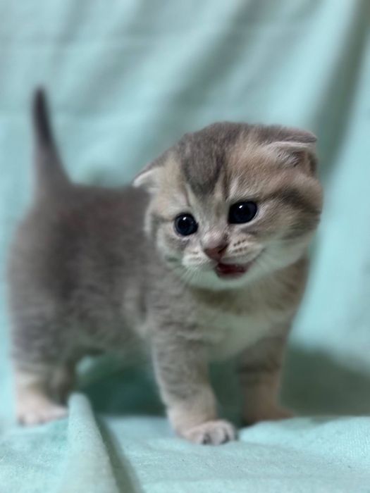 Кошечка шотландская